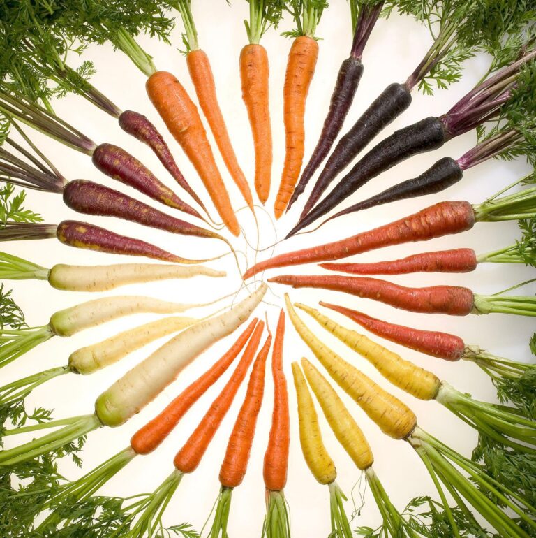 Die Entwicklung von Open Source Karotten in den USA