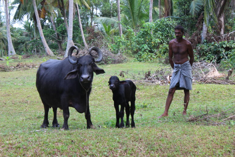 Eine Wende in der Evolutionstheorie: Extended Evolutionary Synthesis und die Erweiterung der menschlichen Nische