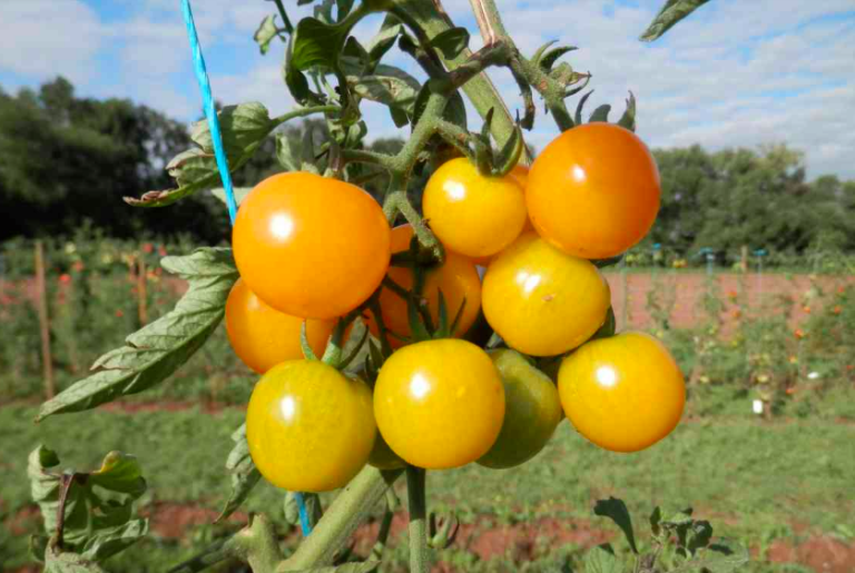 Die erste Open Source Tomate in  Deutschland: Sortenvielfalt als gesichertes Gemeingut