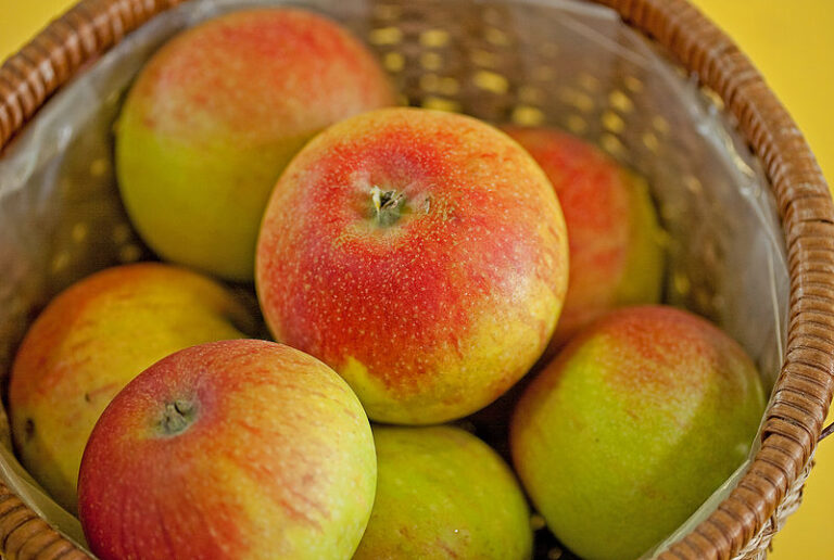 Alte Sorten V.S. neue Sorten und dialektische Evolution