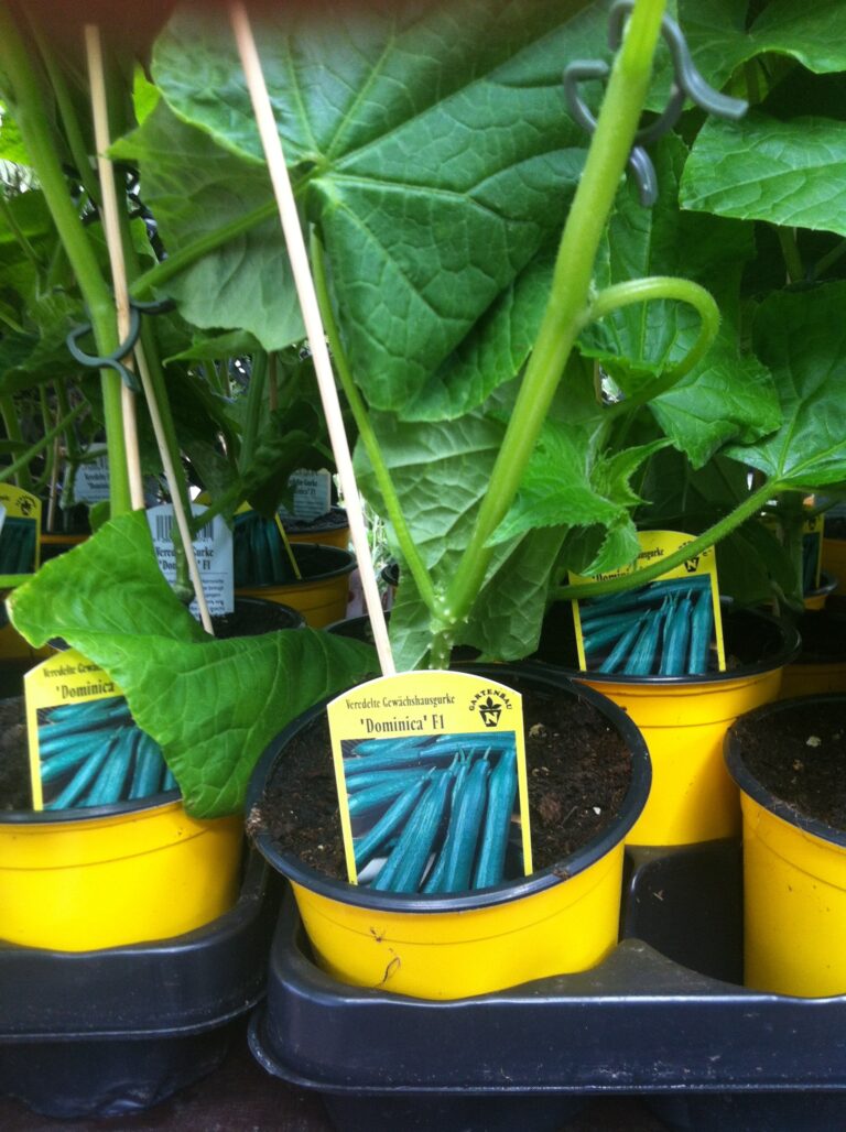 Die Dehybridisierung von Hybridsorten: eine Option für die ökologische und soziale Züchtung