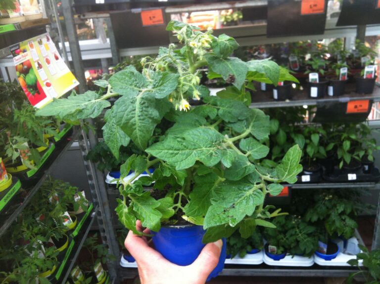 Zwerg-Tomaten: die Chihuahuas unter den Tomaten