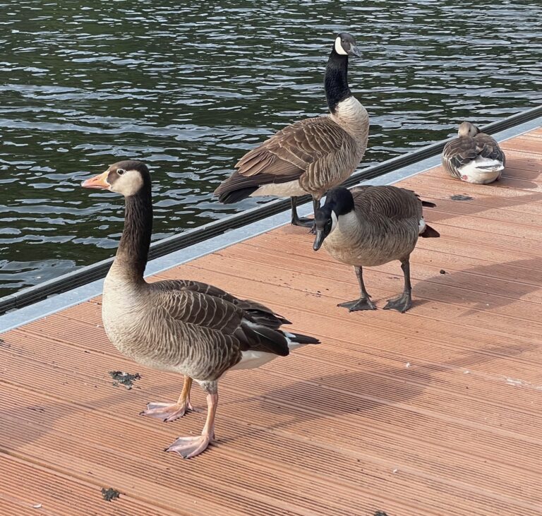 Aktuelle Zahlen zu Kanada-, Grau- und Nilgänsen für 2025 in NRW