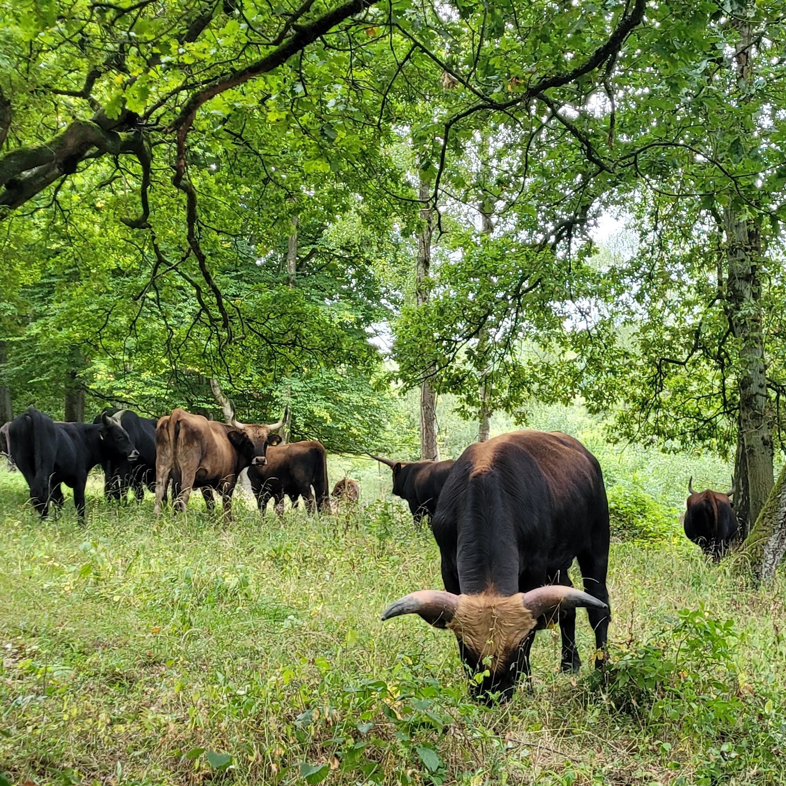 Große Weidetiere im Wildgehege Neandertal und ein Blick auf unsere Landschaft: Interview mit Markus Schink