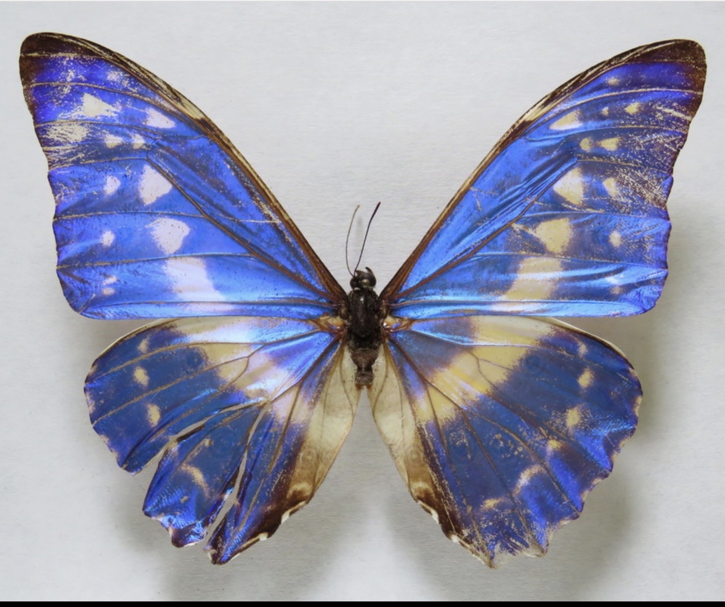 A perspective on biodiversity in Nicaragua: interview with Jean-Michel Maes