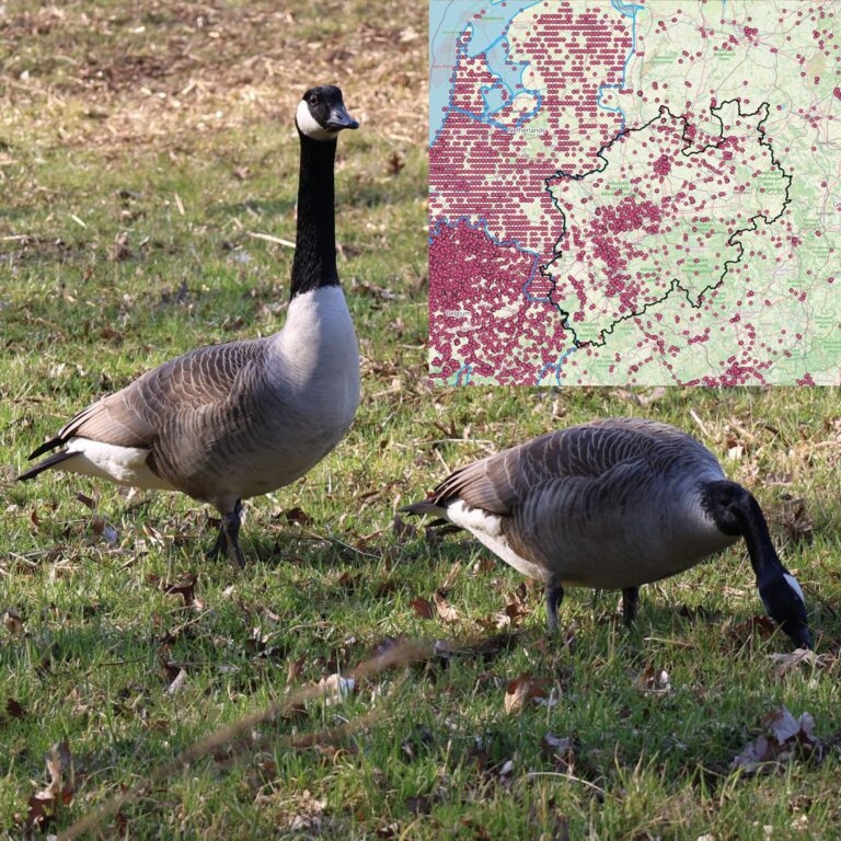 Kanada- und Nilgänse in NRW: Lebensräume und Konflikte | Trends und Ursachen | Koexistenz mit neuen Weidetieren?