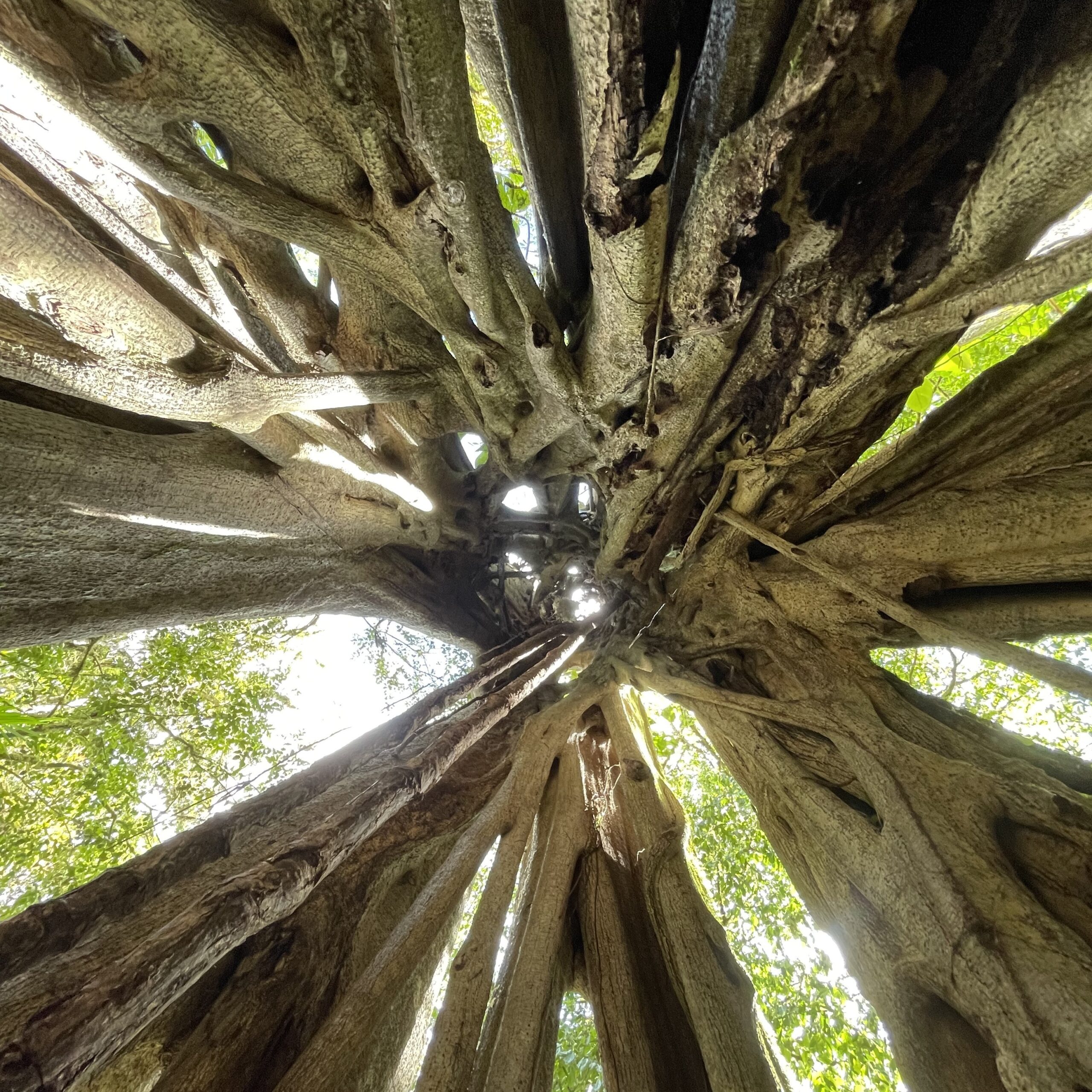 Exploring Nicaragua: nature, culture and environmental change (part 1) episode artwork